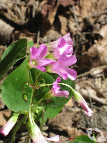 Wood Sorrel