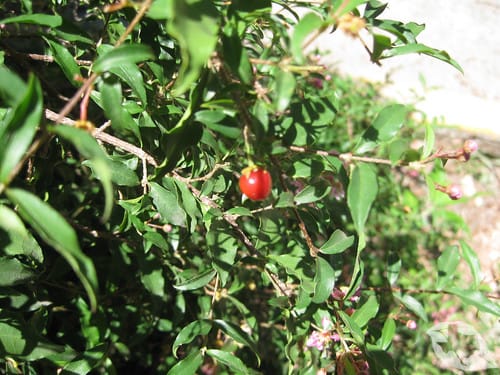 Barbados Cherry