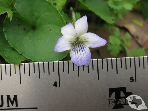 Wild Violet