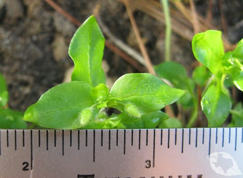 Chickweed