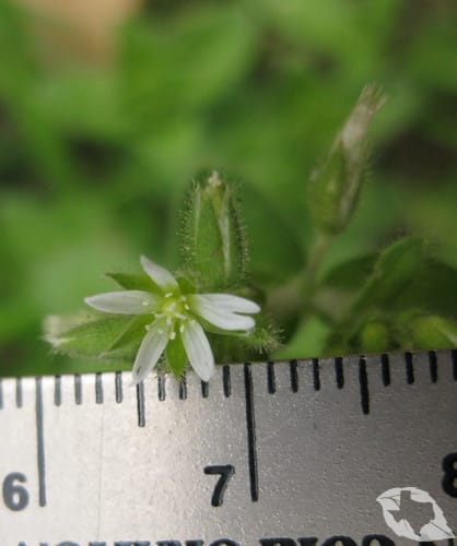 Chickweed