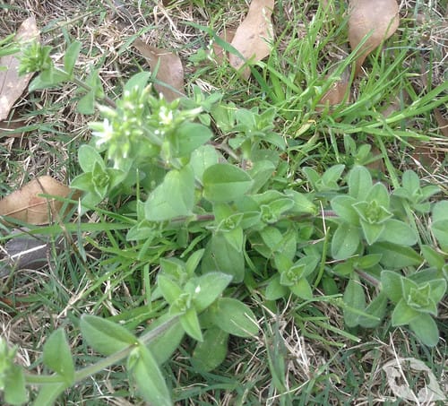 Chickweed