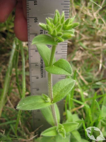 Chickweed