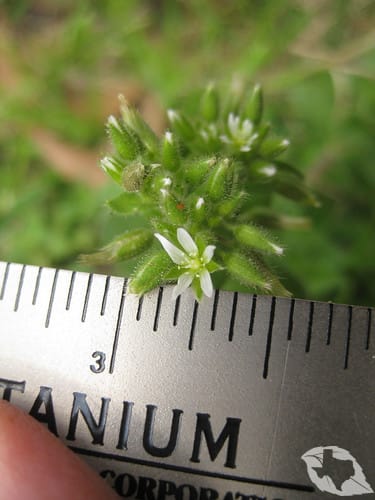 Chickweed