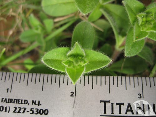 Chickweed