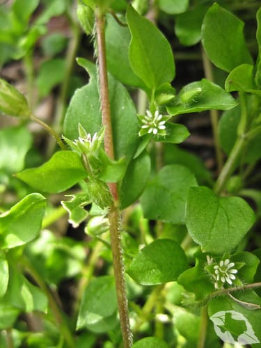 Chickweed