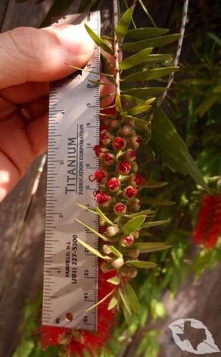 Bottlebrush Tree