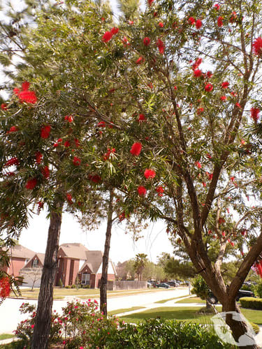 Bottlebrush Tree
