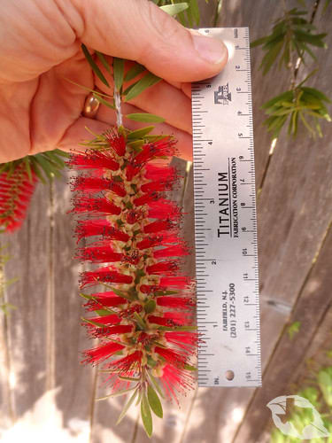 Bottlebrush Tree
