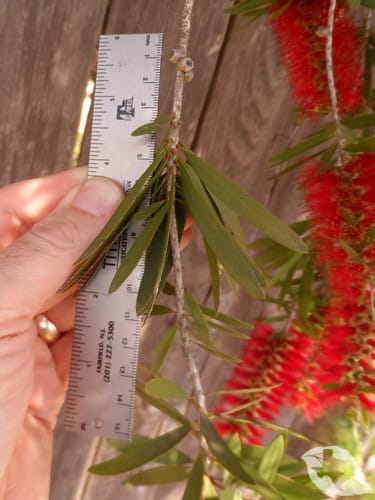 Bottlebrush Tree