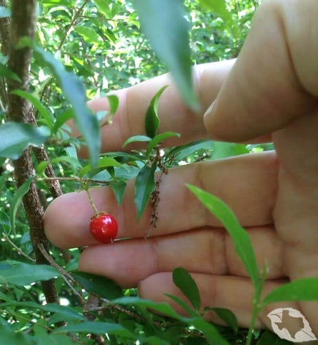 Barbados Cherry