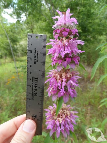 Horsemint