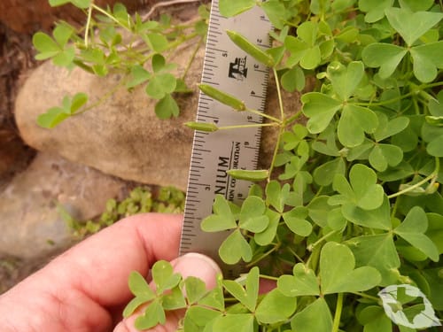 Wood Sorrel