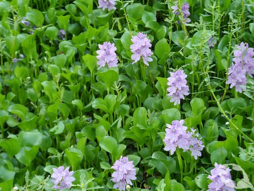 Water Hyacinth