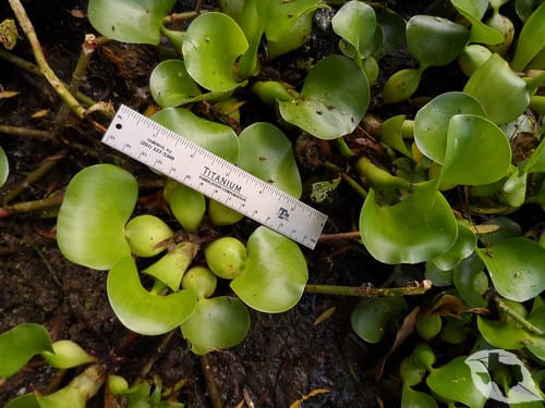 Water Hyacinth