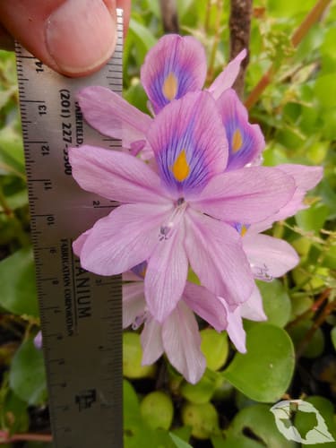 Water Hyacinth