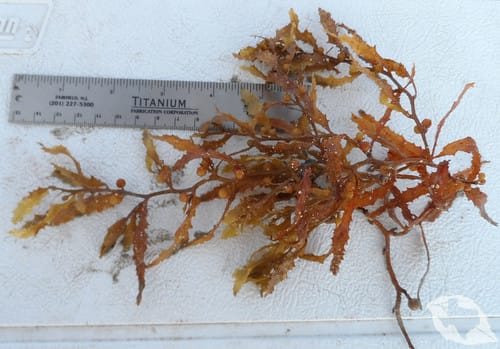 Seaweed - Sargassums