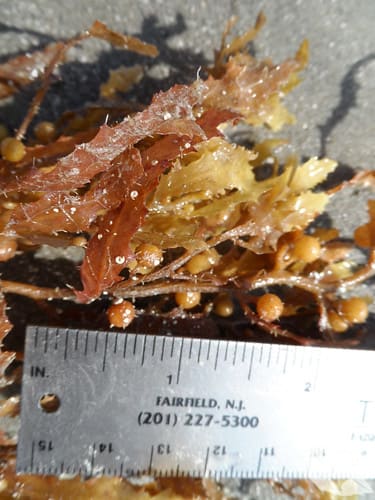 Seaweed - Sargassums