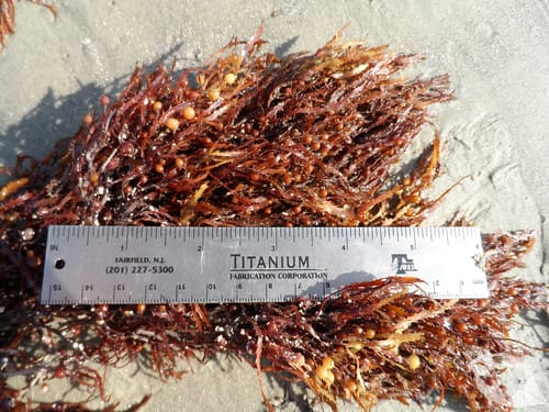 Seaweed - Sargassums