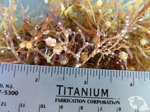 Seaweed - Sargassums