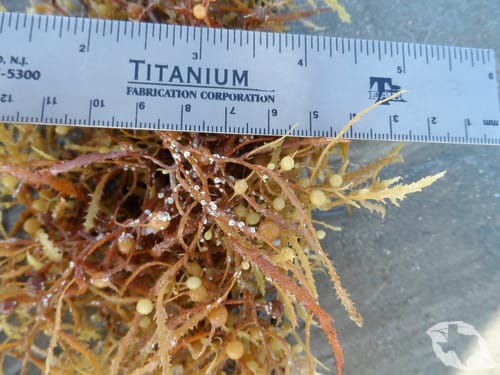 Seaweed - Sargassums