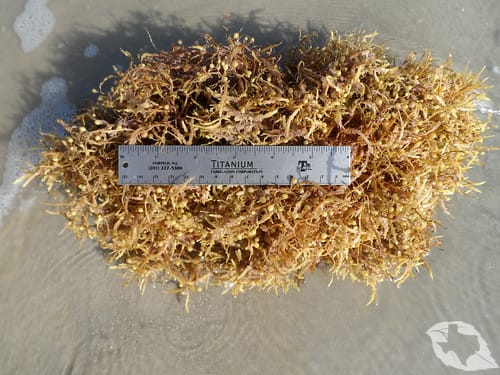Seaweed - Sargassums