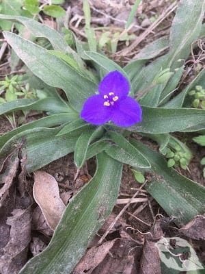 Spiderwort