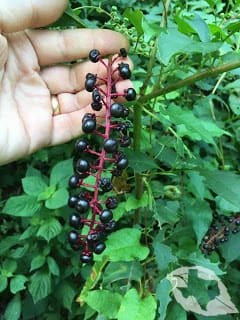 Pokeweed/Poke Salat