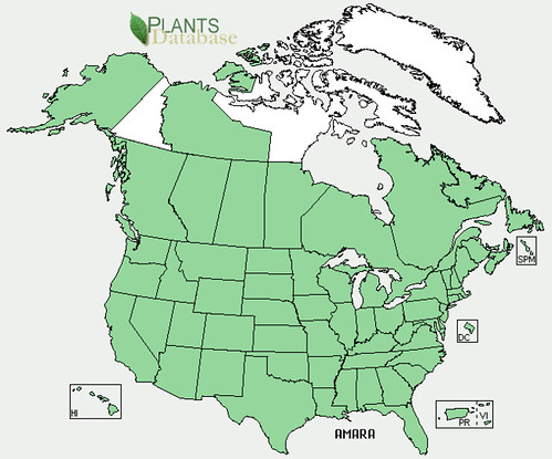 map of Amaranth distribution in North America