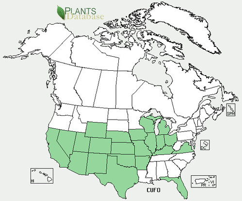 map of Buffalo Gourd distribution in North America