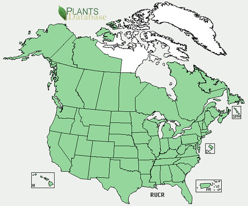 map of Curled Dock/Yellow Dock distribution in North America