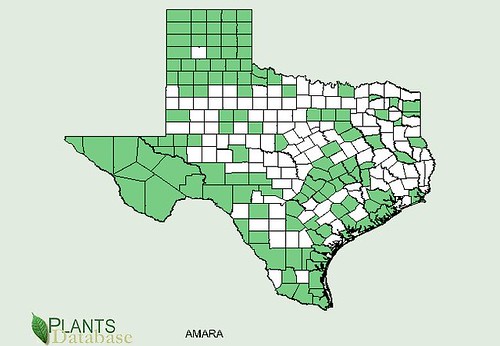 map of Amaranth distribution in Texas