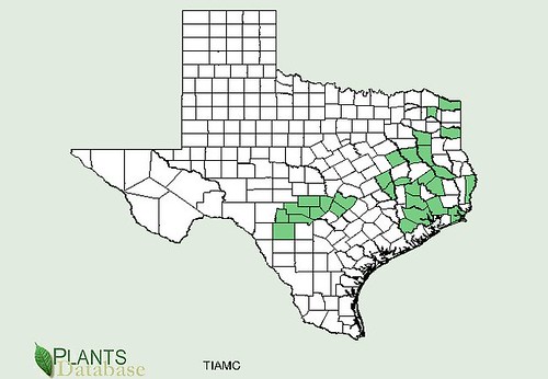 map of Basswood/Linden distribution in Texas