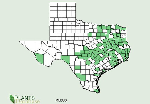 map of Blackberry distribution in Texas