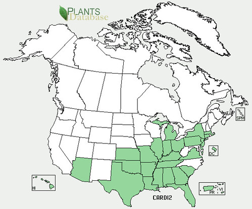 map of Balloon Vine distribution in North America