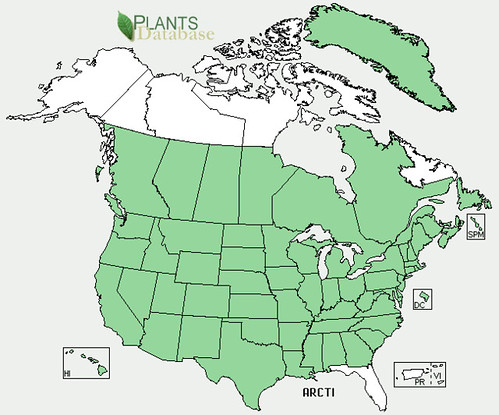 map of Burdock distribution in North America