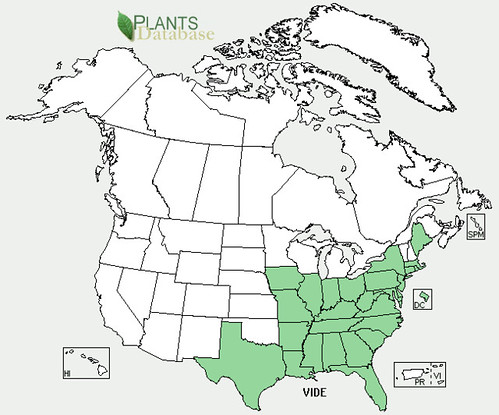 map of Arrow-wood distribution in North America