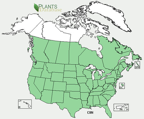 map of Chicory distribution in North America