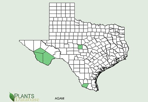 map of Agave distribution in Texas