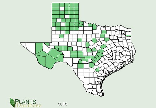 map of Buffalo Gourd distribution in Texas