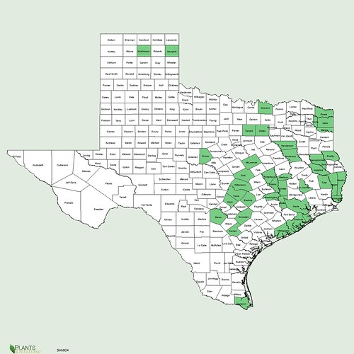 map of Elderberry distribution in Texas