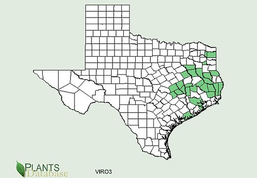 map of Grape - Muscadine distribution in Texas