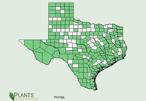map of Ground Cherry distribution in Texas