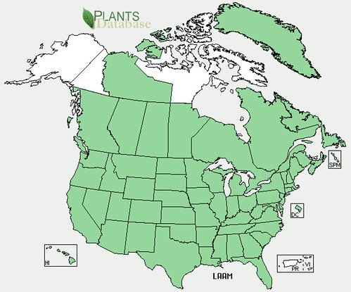 map of Henbit distribution in North America