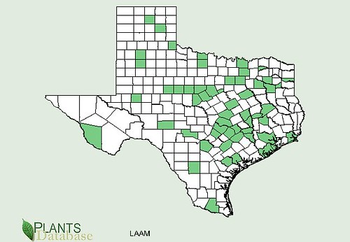 map of Henbit distribution in Texas