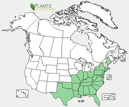 map of Holly - American distribution in North America