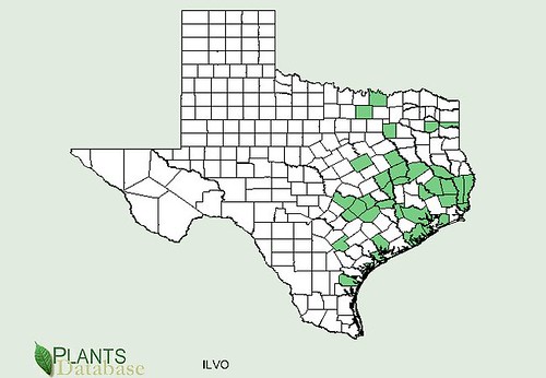 map of Holly - Yaupon distribution in Texas