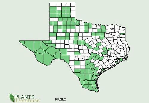 map of Honey Mesquite distribution in Texas