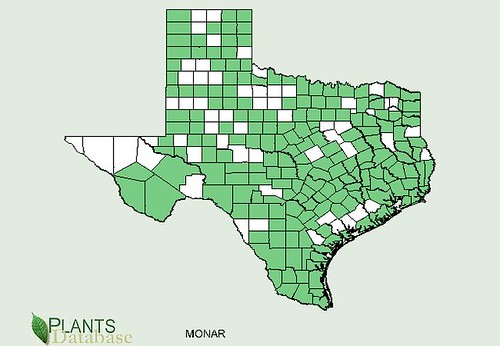 map of Horsemint distribution in Texas