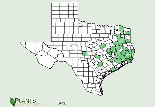 map of Lizard's Tail distribution in Texas